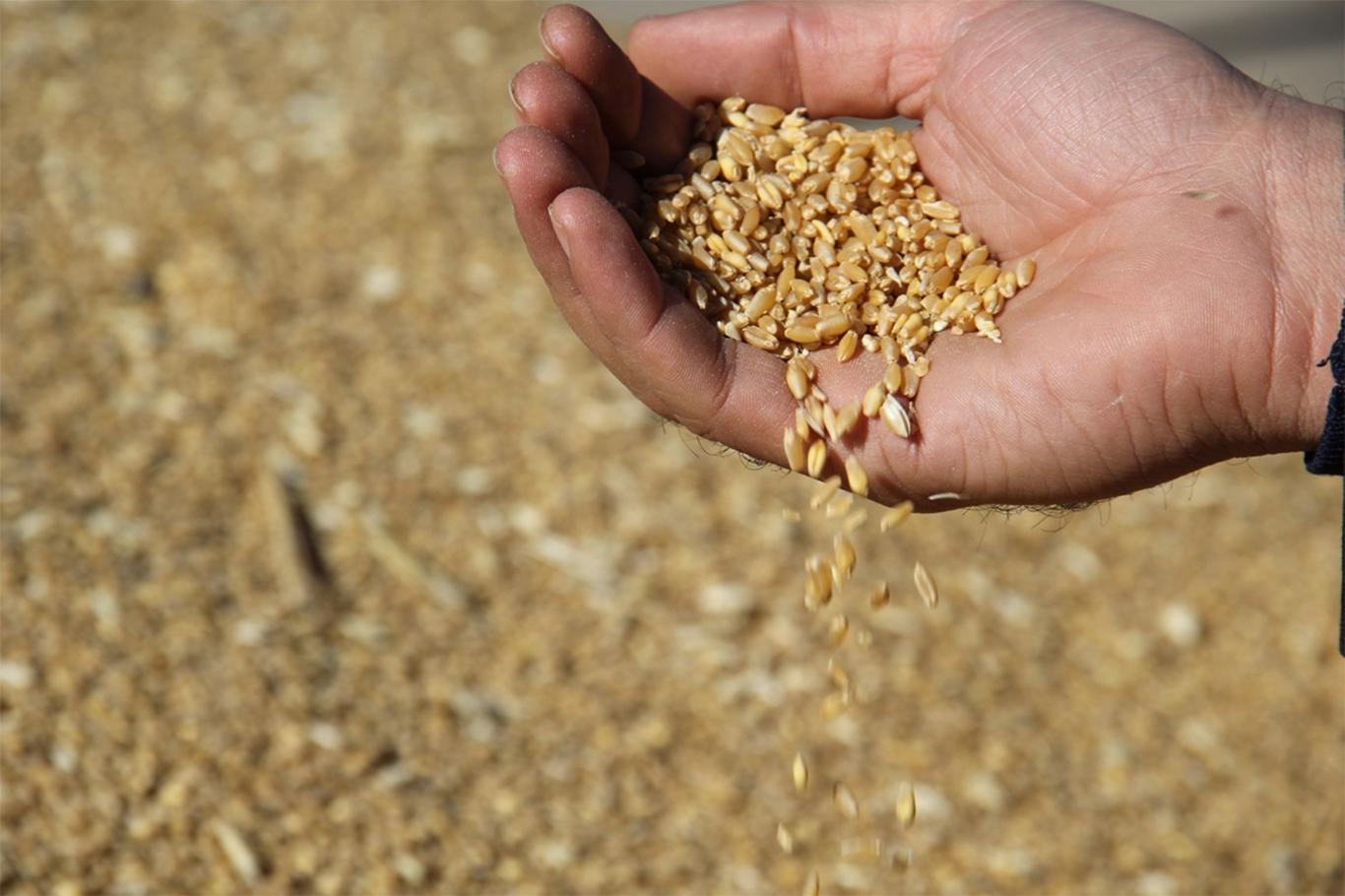"Kuraklık devam ederse tüketiciler bu kadar ucuz buğday bulamaz"